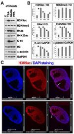 H4K20ac Antibody