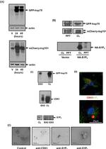 CD63 Antibody in Western Blot, Immunocytochemistry, Immunomicroscopy (WB, ICC/IF, IM)