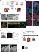 Alpha-Smooth Muscle Actin Antibody in Immunohistochemistry (IHC)