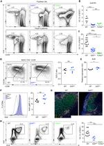 CD38 Antibody in Flow Cytometry (Flow)