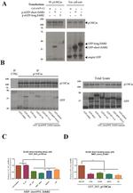 GST Tag Antibody in ELISA (ELISA)