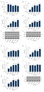 Phospho-Bax (Ser184) Antibody in Western Blot (WB)