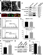 Claudin 3 Antibody in Western Blot (WB)