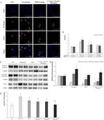 COX2 Antibody in Immunocytochemistry, Immunohistochemistry (ICC/IF, IHC)