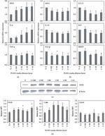 iNOS Antibody in Flow Cytometry (Flow)