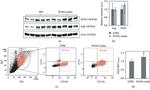 iNOS Antibody in Flow Cytometry (Flow)