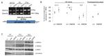 Dynamin 3 Antibody in Western Blot (WB)