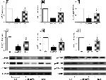 Phospho-c-Raf (Ser338) Antibody in Western Blot (WB)