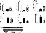 Phospho-CREB (Ser133) Antibody in Western Blot (WB)