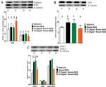 ERK1/ERK2 Antibody in Western Blot (WB)