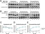 Histone H3 Antibody in Western Blot (WB)