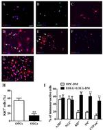 A2B5 Antibody in Immunocytochemistry (ICC/IF)