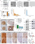 Phospho-NMDAR2B (Tyr1336) Antibody in Immunohistochemistry (IHC)