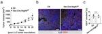 CD31 Antibody in Immunocytochemistry, Immunohistochemistry (ICC/IF, IHC)