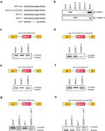 SRSF1 Antibody in Western Blot (WB)