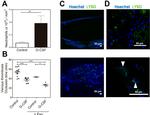 Ly-6G/Ly-6C Antibody in Immunohistochemistry (IHC)