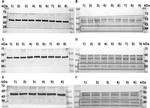 TAAR1 Antibody in Western Blot (WB)