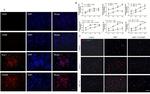 CD206 Antibody in Immunocytochemistry (ICC/IF)