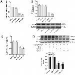 c-Jun Antibody in Western Blot (WB)