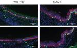 Ki-67 Antibody in Immunohistochemistry, Immunohistochemistry (Paraffin) (IHC, IHC (P))