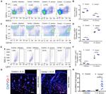 MHC Class II (I-A/I-E) Antibody in Flow Cytometry (Flow)