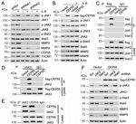 JAK2 Antibody in Western Blot, Immunoprecipitation (WB, IP)