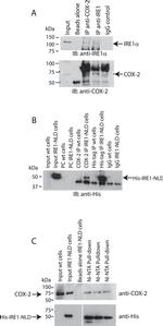 6x-His Tag Antibody in Western Blot (WB)