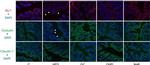 Occludin Antibody in Immunocytochemistry (ICC/IF)