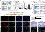 Ly-6D Antibody in Flow Cytometry (Flow)