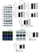 Phospho-Tau (Ser396) Antibody in Western Blot (WB)