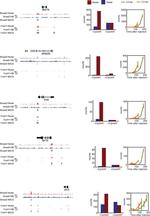 SMAD2 Antibody in ChIP Assay (ChIP)