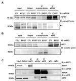 EEF2 Antibody in Western Blot (WB)