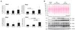 OXPAT Antibody in Western Blot (WB)