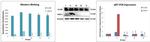 beta Actin Antibody in Western Blot (WB)