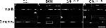 ZO-1 Antibody in Immunohistochemistry (IHC)