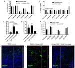 MUC5AC Antibody