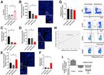 FOXP3 Antibody in Immunohistochemistry (IHC)