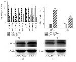 IRF9 Antibody in Western Blot (WB)