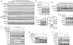 AP2M1 Antibody in Western Blot (WB)