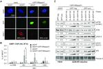 p53 Antibody in Western Blot (WB)