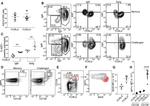 Ki-67 Antibody in Flow Cytometry (Flow)