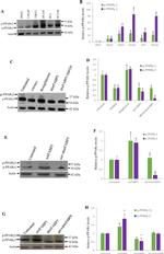 Phospho-PPAR gamma (Ser112) Antibody in Western Blot (WB)