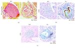 F4/80 Antibody in Immunohistochemistry (Paraffin) (IHC (P))