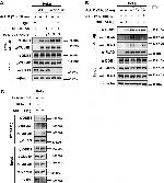 DDB1 Antibody in Western Blot (WB)