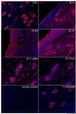 IL-1 alpha Antibody in Immunohistochemistry (IHC)