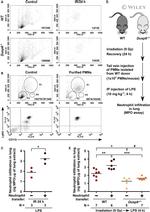 Ly-6G/Ly-6C Antibody in Flow Cytometry (Flow)