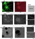 alpha Tubulin Antibody in Immunocytochemistry (ICC/IF)