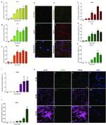 OLIG2 Antibody in Immunocytochemistry (ICC/IF)