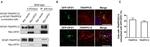 TRAPPC8 Antibody in Immunocytochemistry (ICC/IF)