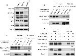 TRAPPC8 Antibody in Western Blot (WB)